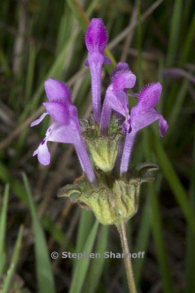 lamium amplexicaule 2 graphic